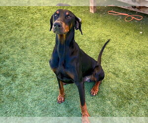 Doberman Pinscher Dogs for adoption in Orange, CA, USA