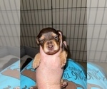 Small Photo #6 Dachshund Puppy For Sale in STONY CREEK, VA, USA