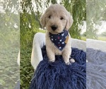 Puppy Basil Goldendoodle