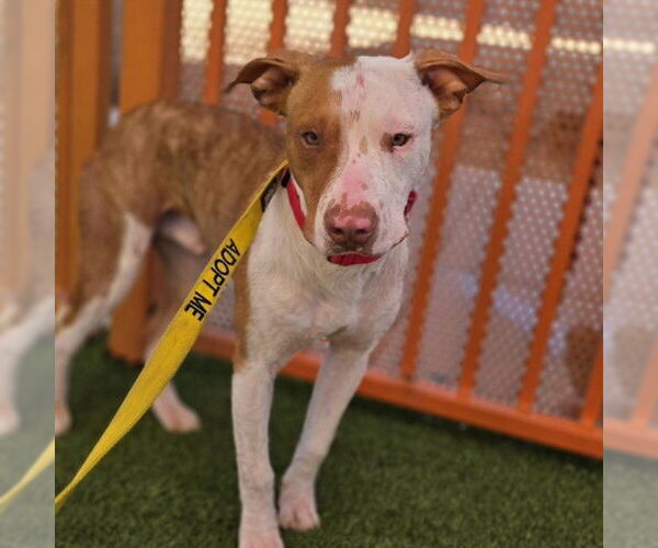 Medium Photo #2 Mutt Puppy For Sale in Las Vegas, NV, USA