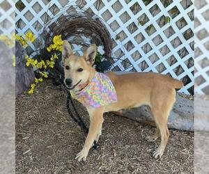 Carolina Dog-Unknown Mix Dogs for adoption in Oklahoma City, OK, USA