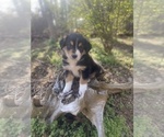 Small Photo #36 Australian Shepherd Puppy For Sale in FARMVILLE, VA, USA