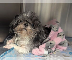 Shih Tzu Dogs for adoption in Evansville, IN, USA