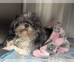 Small Shih Tzu