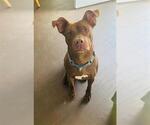 Small #1 Staffordshire Bull Terrier Mix