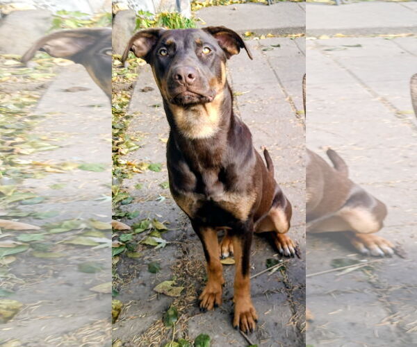 Medium Photo #4 Doberman Pinscher-Unknown Mix Puppy For Sale in Cottage Grove, MN, USA