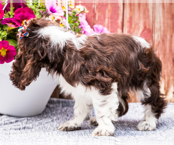 Medium Photo #12 Cocker Spaniel Puppy For Sale in WAKARUSA, IN, USA