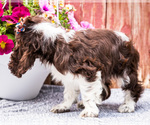 Small #11 Cocker Spaniel