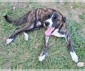 Plott Hound-Unknown Mix Dogs for adoption in San Antonio, TX, USA