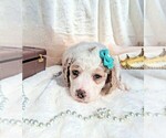 Small Photo #63 Goldendoodle (Miniature) Puppy For Sale in GASTONIA, NC, USA