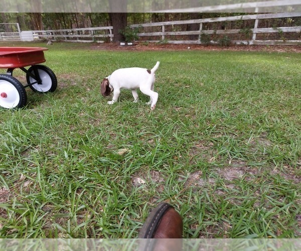 Medium Photo #5 German Shorthaired Pointer Puppy For Sale in QUITMAN, TX, USA