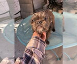 Small #5 French Tzu