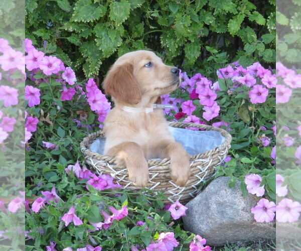 Medium Photo #6 Golden Retriever Puppy For Sale in THORP, WI, USA