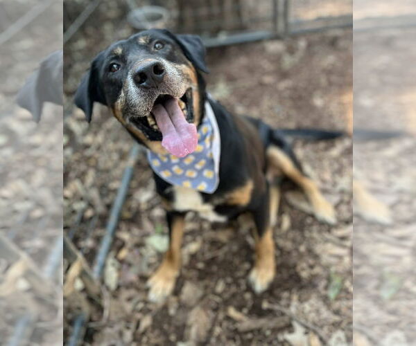 Medium Photo #3 Rottweiler-Unknown Mix Puppy For Sale in Hillsboro, NH, USA