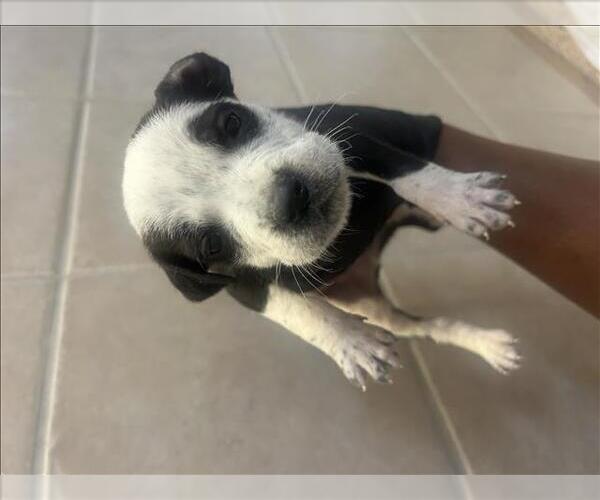 Medium Photo #2 American Pit Bull Terrier Puppy For Sale in San Bernardino, CA, USA