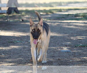 Siberian Husky-Unknown Mix Dogs for adoption in El Centro, CA, USA