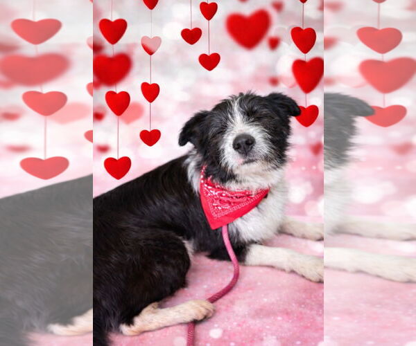 Medium Photo #2 Mutt Puppy For Sale in Newport Beach, CA, USA