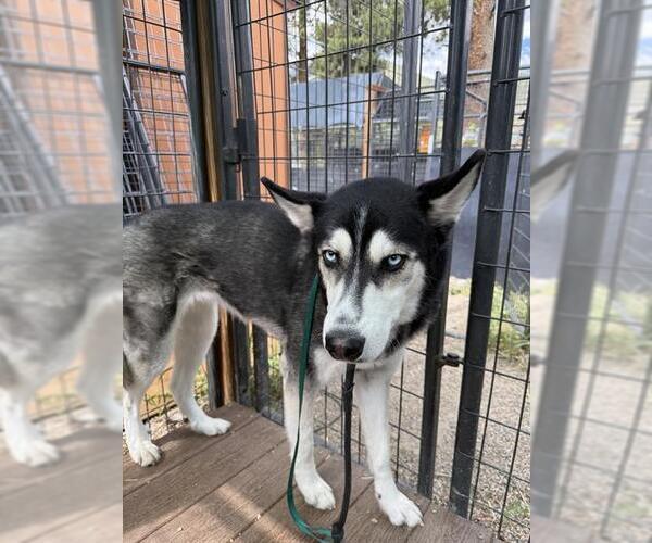 Medium Photo #1 Siberian Husky-Unknown Mix Puppy For Sale in Frisco, CO, USA