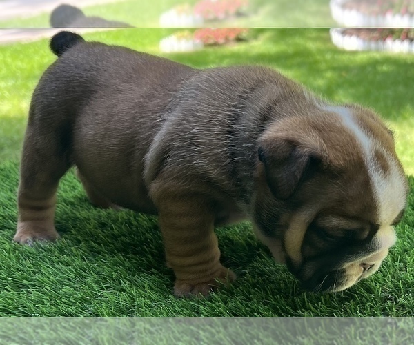 Medium Photo #5 Bulldog Puppy For Sale in STOCKBRIDGE, GA, USA