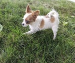 Small Photo #3 Papillon Puppy For Sale in MILLERSBURG, OH, USA