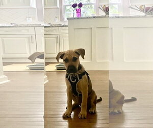Mutt Dogs for adoption in Doylestown, PA, USA