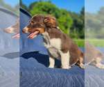 Small #5 Australian Shepherd-Chihuahua Mix