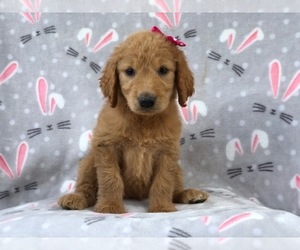 Goldendoodle Puppy for sale in LAKELAND, FL, USA