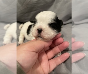 Shih Tzu Puppy for sale in VISALIA, CA, USA