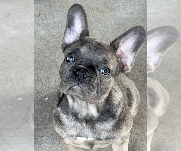 Medium Photo #1 French Bulldog Puppy For Sale in CAMERON, OK, USA