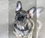 Puppy FINLEY French Bulldog