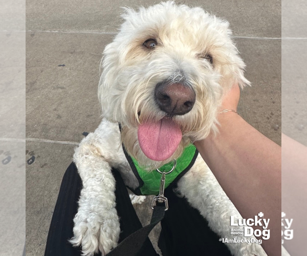 Medium Photo #4 Unknown-Wheaten Terrier Mix Puppy For Sale in Washington, DC, USA