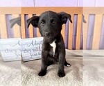 Small #1 Labrador Retriever Mix