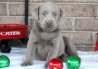 Labrador Retriever Puppy for sale in MOUNT JOY, PA, USA