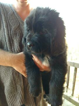 Medium Photo #1 Newfoundland Puppy For Sale in CLINTON, AR, USA