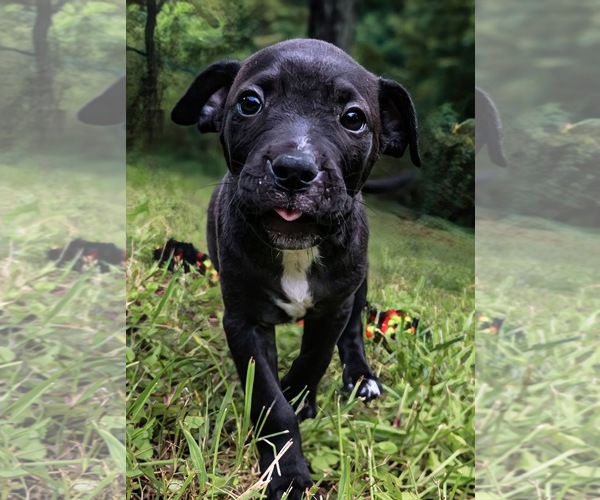 Medium Photo #1 Staffordshire Bull Terrier Puppy For Sale in Maryville, TN, USA