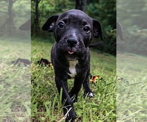 Staffordshire Bull Terrier Dogs for adoption in Maryville, TN, USA