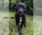 Small Staffordshire Bull Terrier