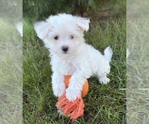Maltese Puppy for sale in MIDDLEBURY, IN, USA