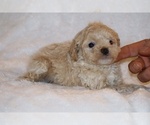 Small #12 Poodle (Toy)
