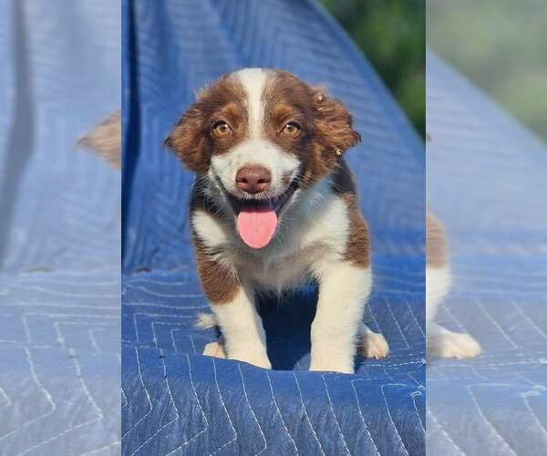 Medium Photo #3 Australian Shepherd-Chihuahua Mix Puppy For Sale in Wakefield, RI, USA