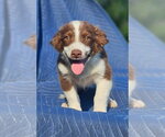 Small #2 Australian Shepherd-Chihuahua Mix
