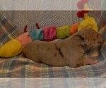 Small Photo #86 Great Dane Puppy For Sale in SPRAGGS, PA, USA