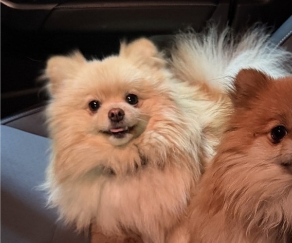 Medium Photo #1 Pomeranian Puppy For Sale in HUBERT, NC, USA