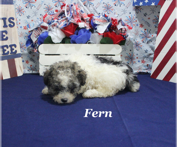 Medium Photo #18 Poodle (Toy) Puppy For Sale in CHANUTE, KS, USA