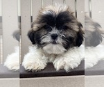 Small #1 Shih Tzu