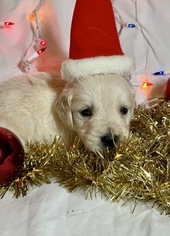 Golden Retriever Puppy for sale in MORGANTOWN, IN, USA