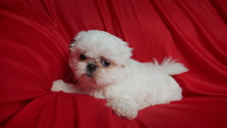 Shih Tzu Puppy for sale in CUYAHOGA FALLS, OH, USA