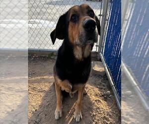 German Shepherd Dog-Unknown Mix Dogs for adoption in HESPERIA, CA, USA