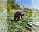 Small #4 American Pit Bull Terrier