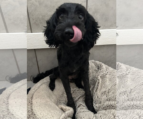Medium Photo #3 Poodle (Miniature)-Unknown Mix Puppy For Sale in Pacolet, SC, USA